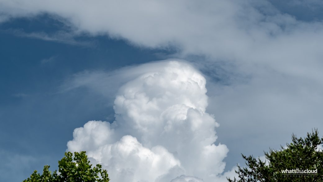 A photograph of a cumulus congestus pileus cloud (Cu con pil) hovering over some trees