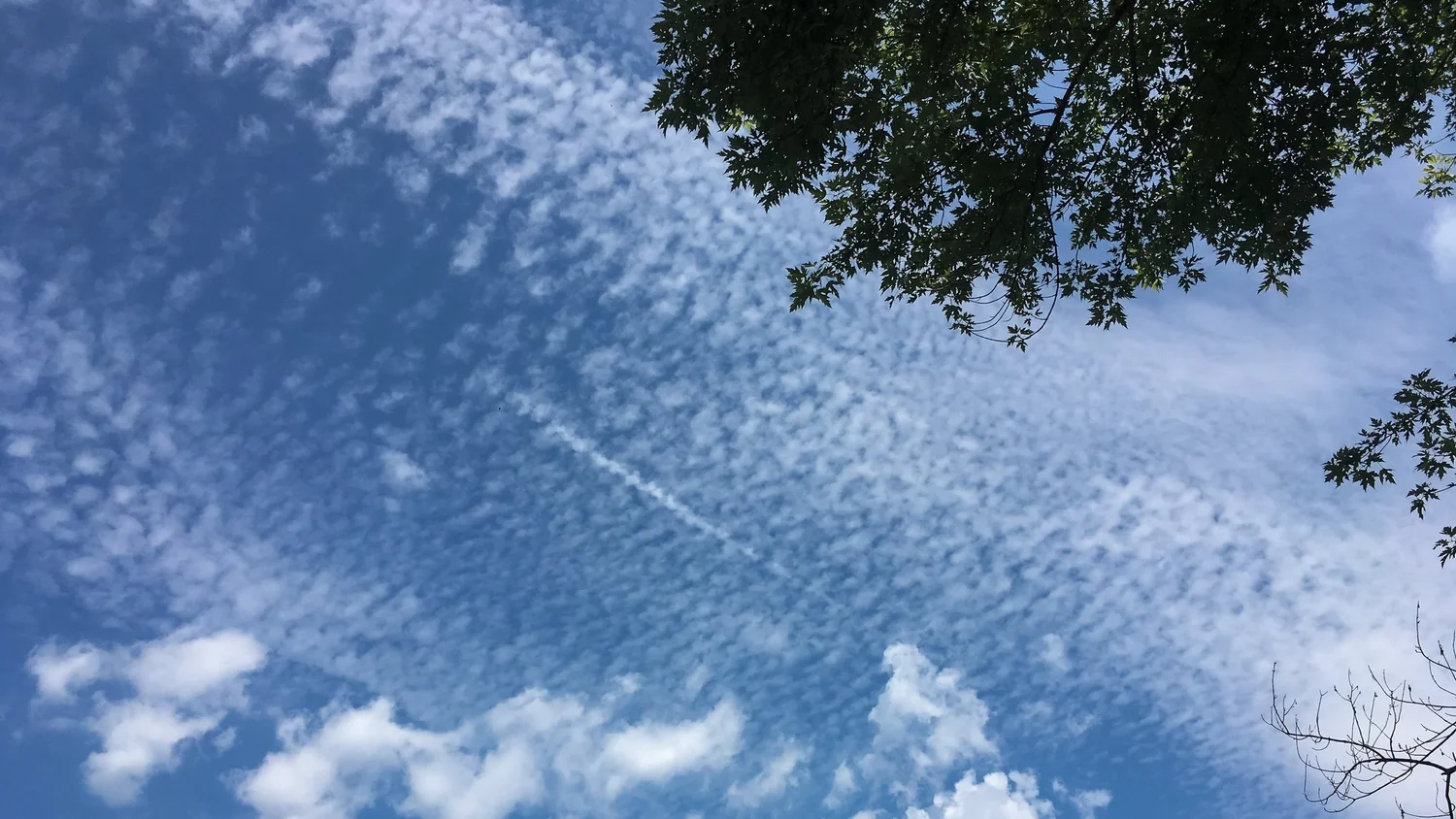 Cirrocumulus floccus (Cc flo)