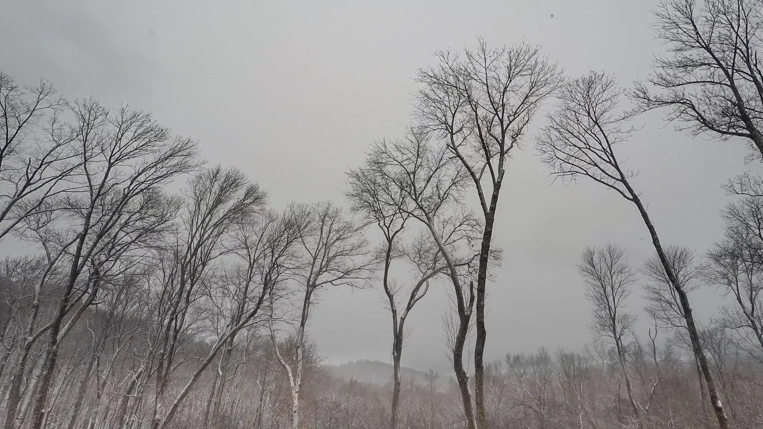 Nimbostratus praecipitatio (Ns pra)