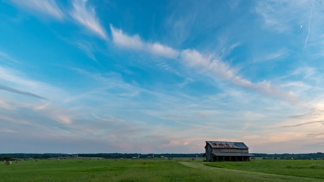 Cirrus homomutatus (Ci homut)