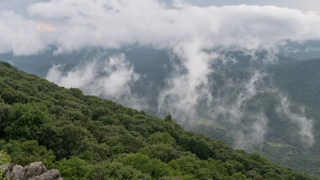 Stratus fractus silvagenitus (St fra sigen)