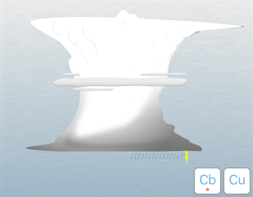 Illustration of velum