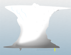 A graphical illustration of a cumulonimbus tuba cloud