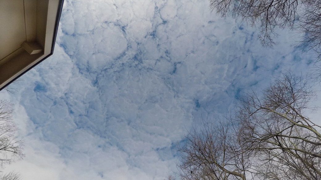 A photograph of altocumulus stratiformis perlucidus clouds (Ac str pe) over some trees